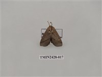 藏品(內點刺蛾)的圖片